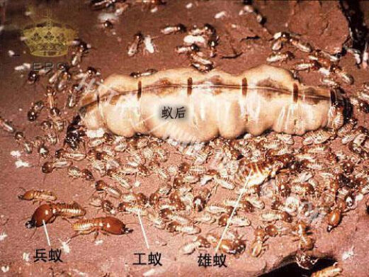 泸州地下4米挖出白蚁王国 藏巨型蚁后产子超40年